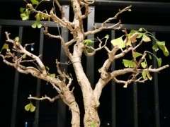 银杏下山桩又换新家了 一般都用什么肥