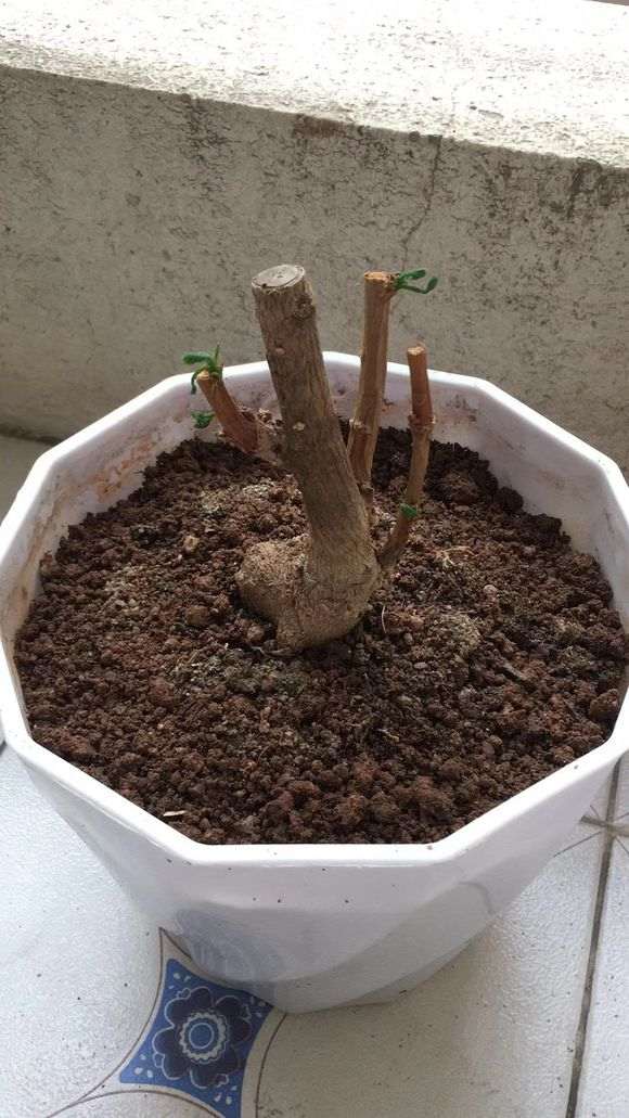 银杏下山桩还能活不 加土浇水了 图片
