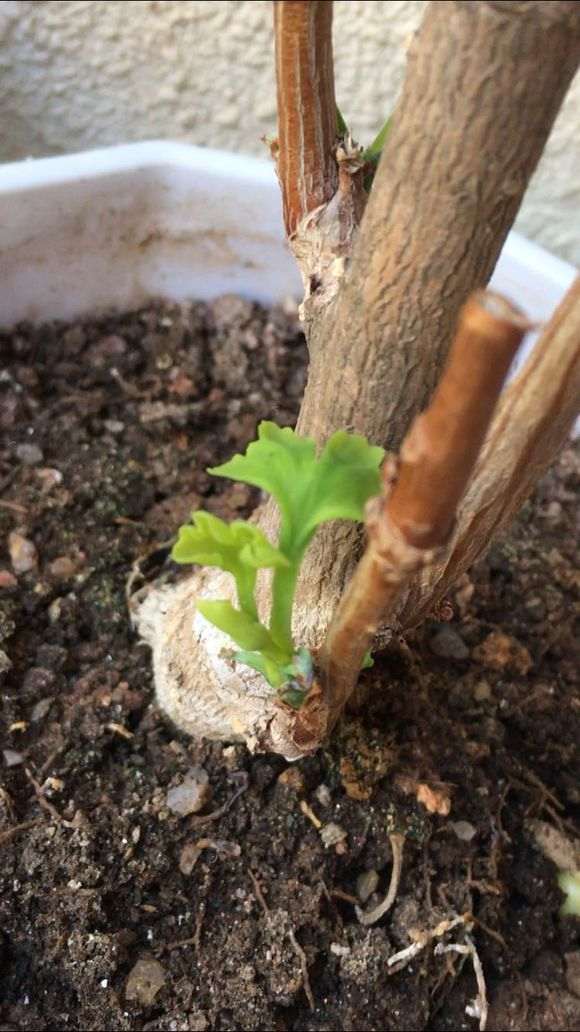 银杏下山桩还能活不 加土浇水了 图片
