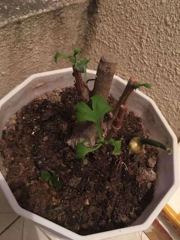 银杏下山桩还能活不 加土浇水了 图片