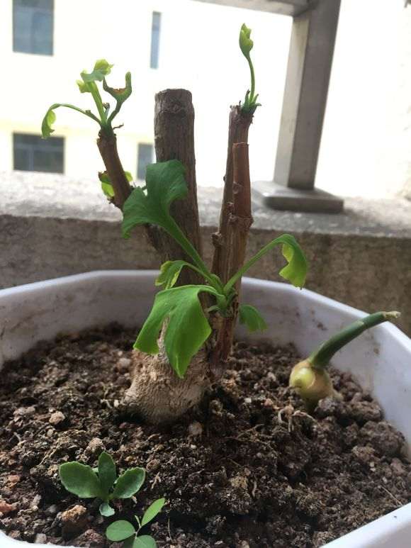 银杏下山桩还能活不 加土浇水了 图片