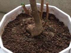 银杏下山桩还能活不 加土浇水了 图片