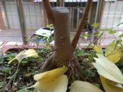 银杏下山桩应该怎么修剪的方法 图片