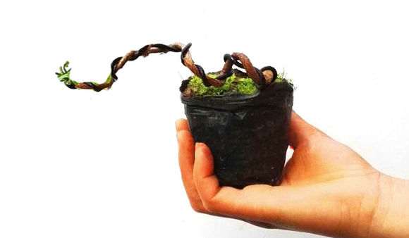 晒晒我的银杏下山桩用的什么土 最好