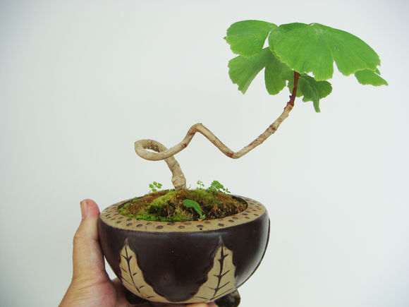 晒晒我的银杏下山桩用的什么土 最好