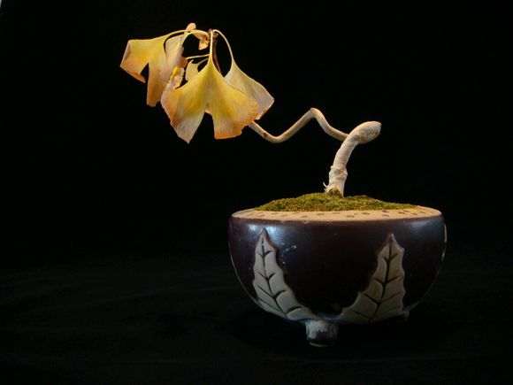 晒晒我的银杏下山桩用的什么土 最好