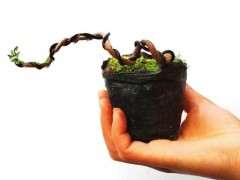 晒晒我的银杏下山桩用的什么土 最好