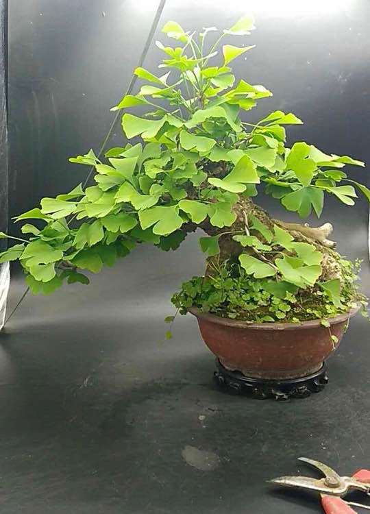 银杏下山桩老桩怎么蓄枝干的方法 图片