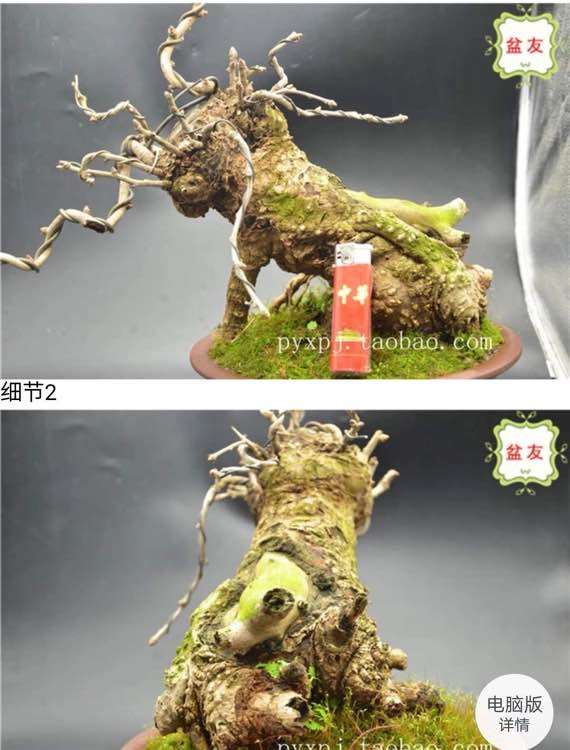 银杏下山桩老桩怎么蓄枝干的方法 图片