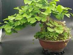 银杏下山桩老桩怎么蓄枝干的方法 图片