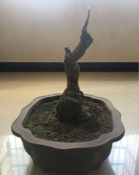 养了三年的银杏下山桩 180包邮 怎么样