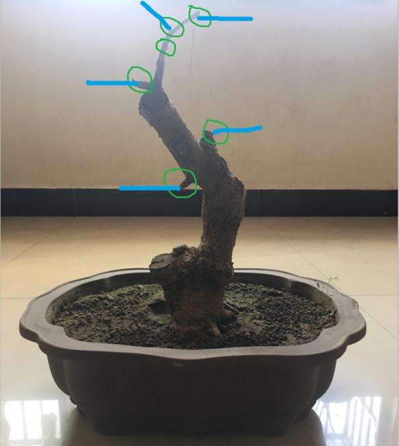 养了三年的银杏下山桩 180包邮 怎么样