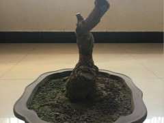 养了3年的银杏下山桩怎么造型设计的图片