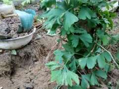 银杏下山桩下一步该如何处理 怎么办