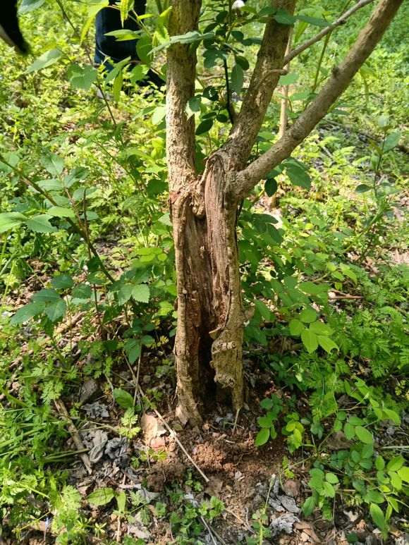 银杏下山桩树根搞得真狠 不能活吗 图片