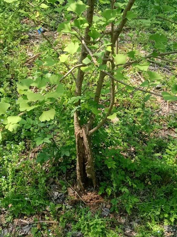 银杏下山桩树根搞得真狠 不能活吗 图片