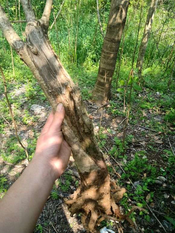 银杏下山桩树根搞得真狠 不能活吗 图片