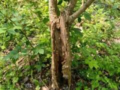 银杏下山桩树根搞得真狠 不能活吗 图片