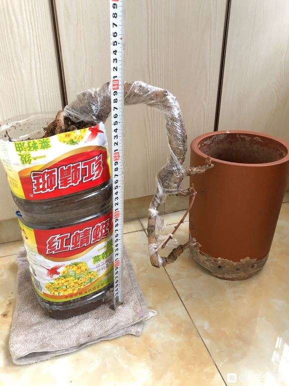 银杏下山桩已盆栽10多年了 有花芽 图片