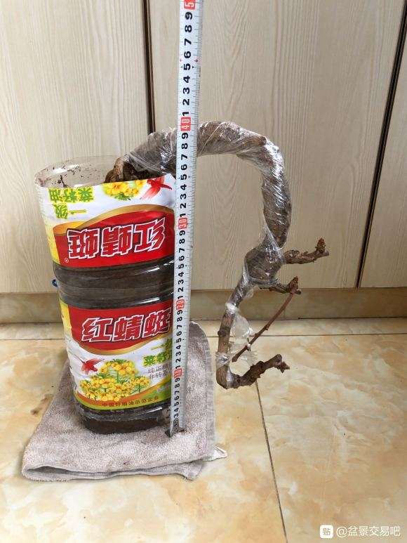 银杏下山桩已盆栽10多年了 有花芽 图片