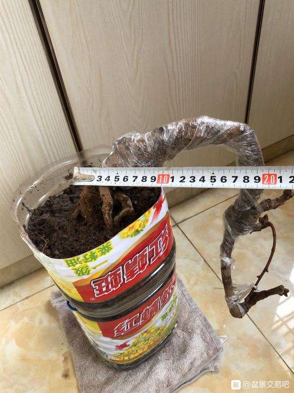 银杏下山桩已盆栽10多年了 有花芽 图片