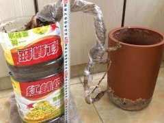 银杏下山桩已盆栽10多年了 有花芽 图片