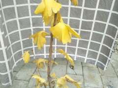 银杏下山桩盆栽怎么修剪造型的方法 图片