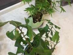 银杏下山桩2年多了 才长这么点大 怎么办