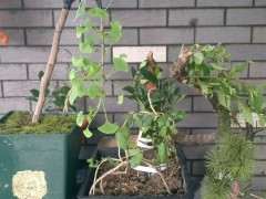 银杏下山桩可以做文人盆景吗 图片