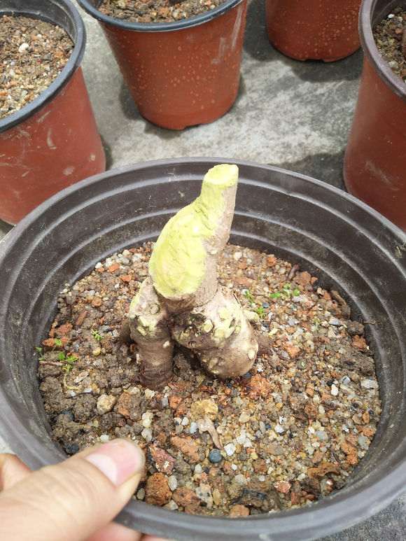 做了一颗银杏下山桩 根系发达 怎么样