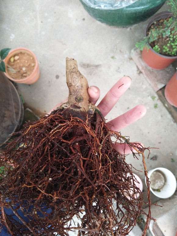 做了一颗银杏下山桩 根系发达 怎么样