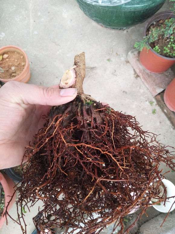 做了一颗银杏下山桩 根系发达 怎么样