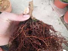 做了一颗银杏下山桩 根系发达 可以吗