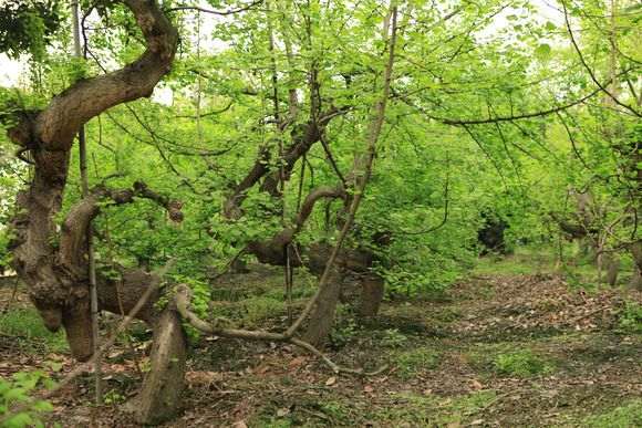 银杏下山桩怎么翻栽修剪的方法 图片