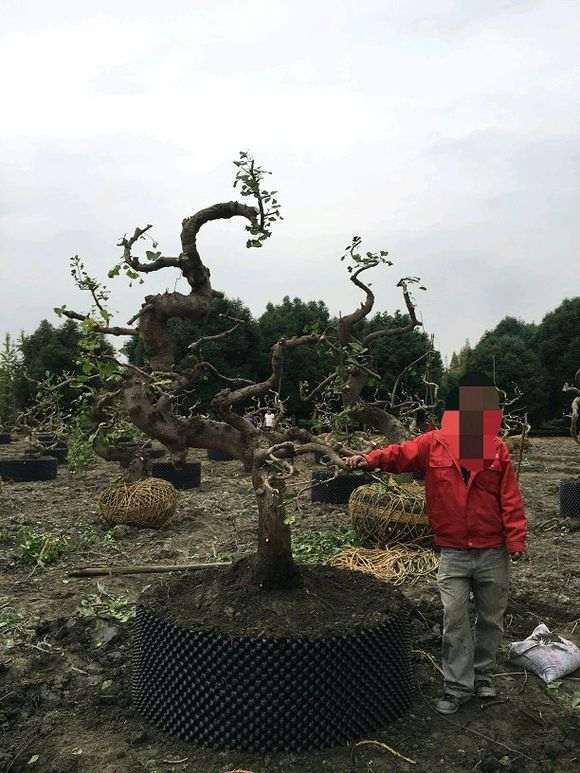 银杏下山桩怎么翻栽修剪的方法 图片