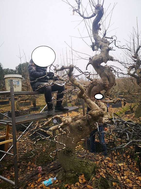 银杏下山桩怎么翻栽修剪的方法 图片