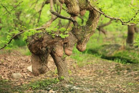 银杏下山桩怎么翻栽修剪的方法 图片