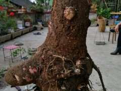 3个小时挖出来的银杏下山桩 可以吗