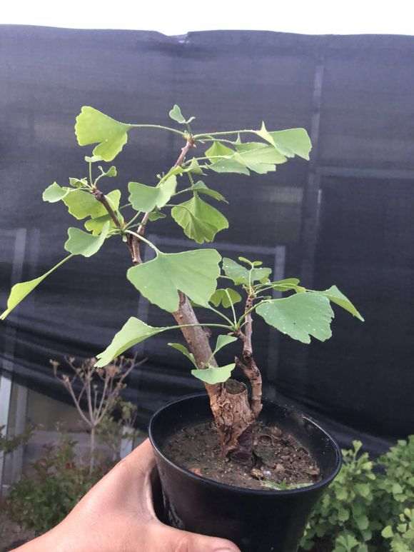 银杏下山桩不长叶了正常吗 图片