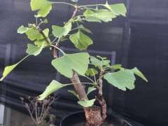 银杏下山桩不长叶了正常吗 图片