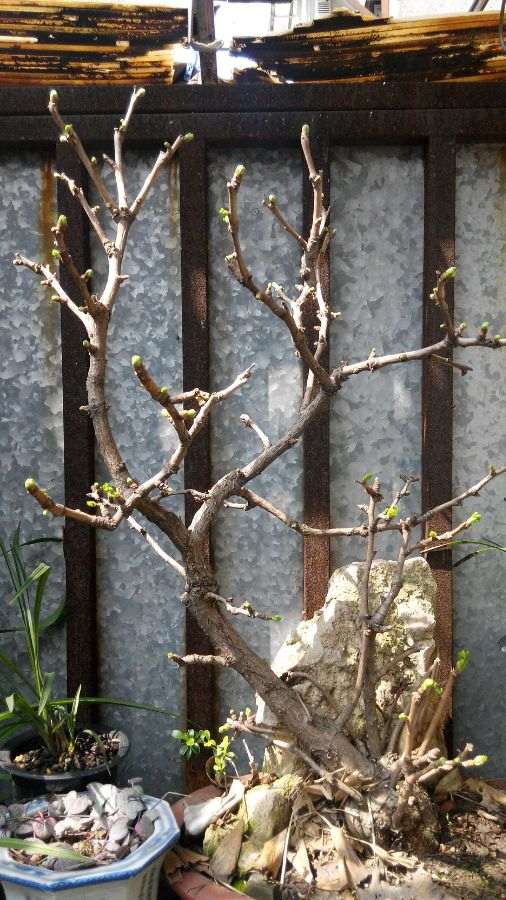 养了十年的银杏下山桩 如何修剪 图片