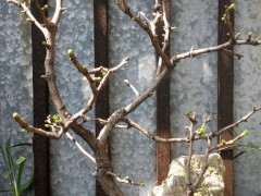 养了十年的银杏下山桩 如何修剪 图片