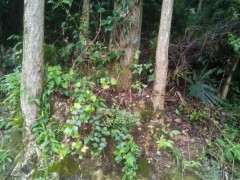 银杏下山桩大树桩 看看可以吗 图片