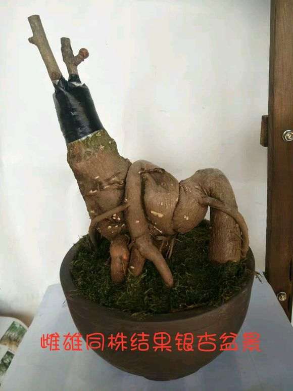 嫁接的银杏下山桩 第2年还能结果吗