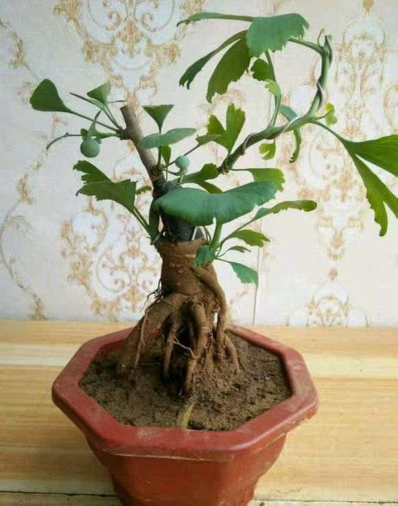 嫁接的银杏下山桩 第2年还能结果吗