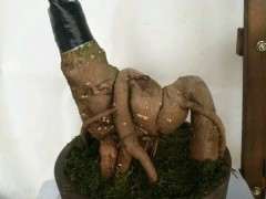 嫁接的银杏下山桩 第2年还能结果吗