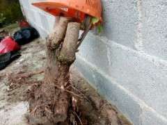 第一次玩银杏下山桩 怎么修理 图片