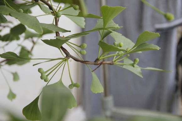 搞了两盆银杏下山桩 怎么样 图片