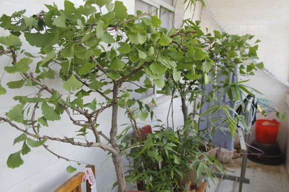 搞了两盆银杏下山桩 怎么样 图片