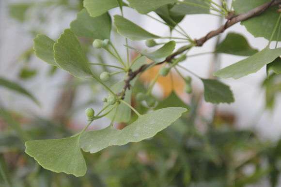 搞了两盆银杏下山桩 怎么样 图片